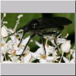 Empis sp - Tanzfliege 04b 11mm.jpg